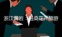 浙江黄岩：格桑花开醉游人